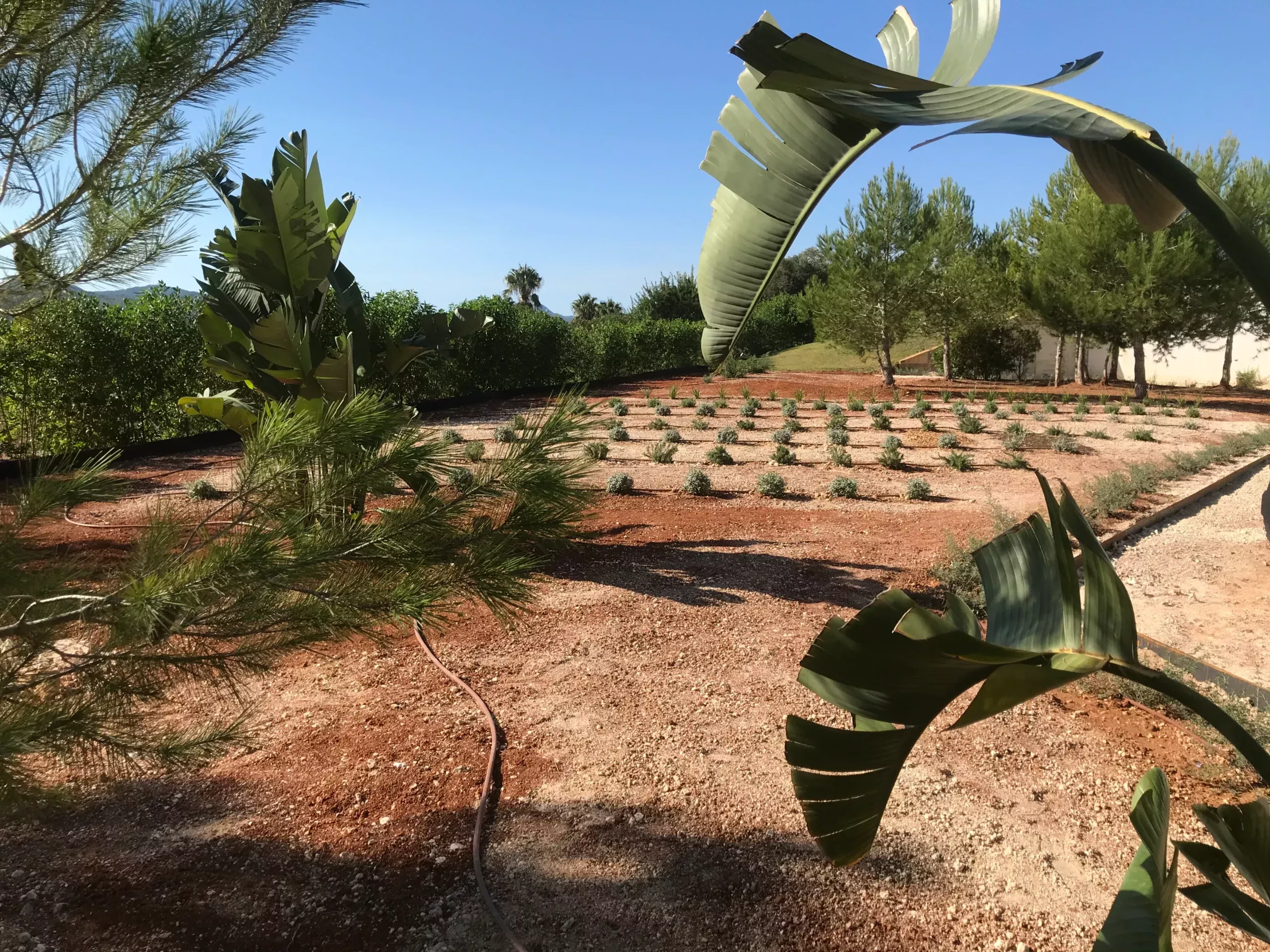 Diseño. Jardín Vertical Ibiza. La Regadera